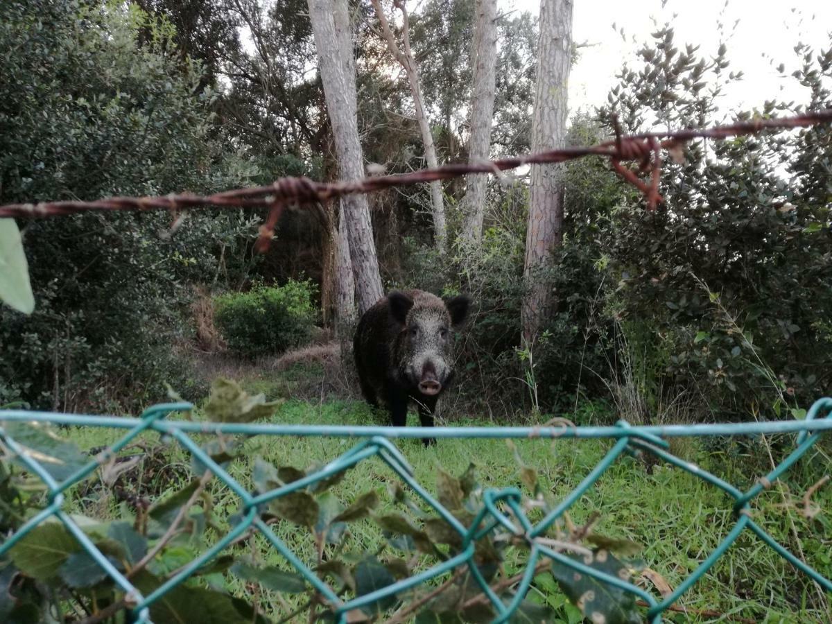 Villa Paradisino Orbetello Zewnętrze zdjęcie